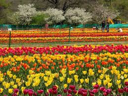 mughal garden
