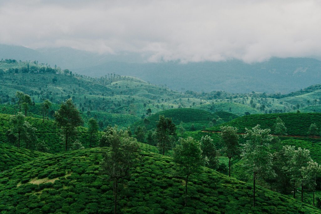 pexels nandu vasudevan 167142178 17650855